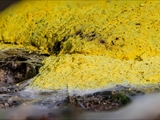 fuligo septica: Fruktifikation